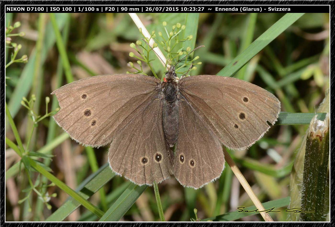 Da id.. dalla Svizzera - Aphantopus hyperantus